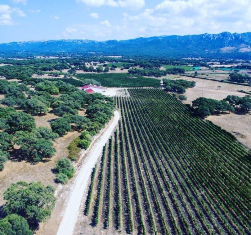 San Michele, Berchidda, Sassari, Italia, ,Tenuta Agricola,Cantine e Vigne,1155