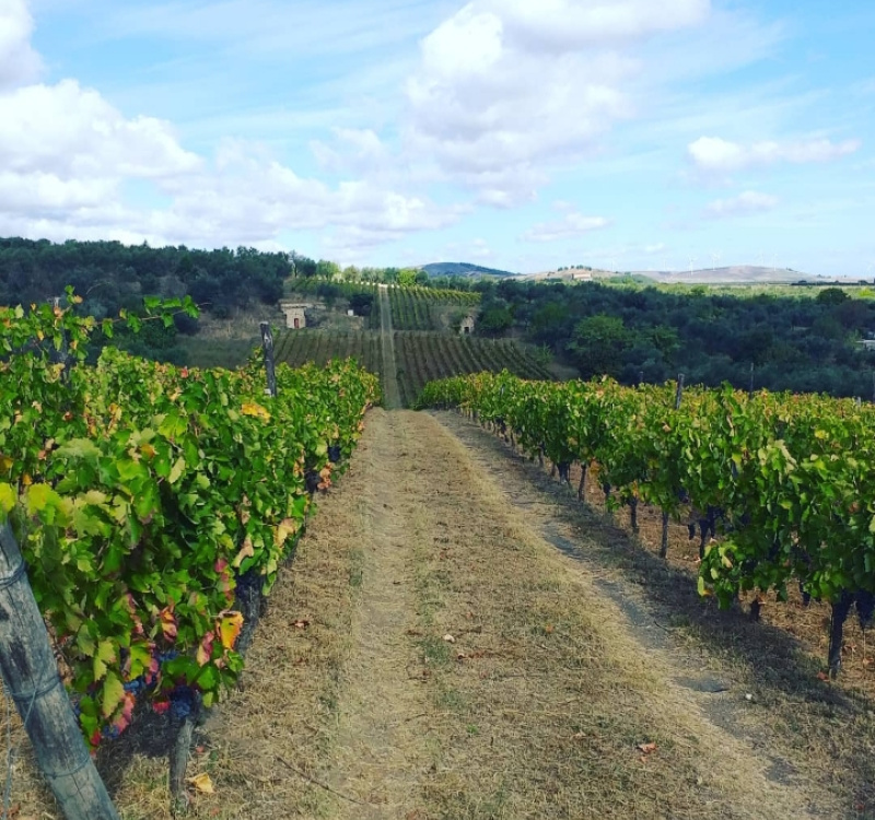 Rio Nero, Potenza, Italia, 2 Stanze da Letto Stanze da Letto, ,1 BagnoBagno,Cantina,Cantine e Vigne,1156