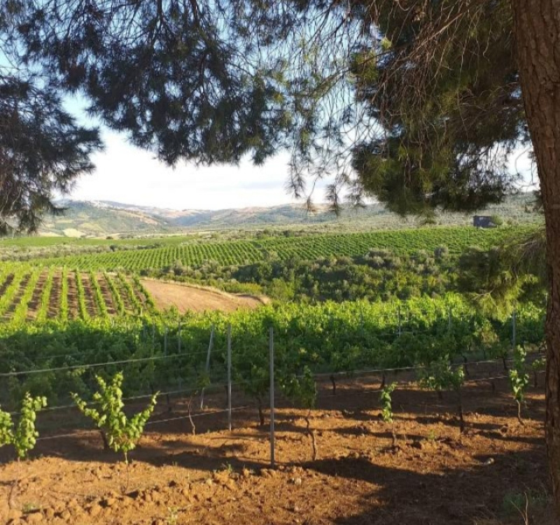 Rio Nero, Potenza, Italia, 2 Stanze da Letto Stanze da Letto, ,1 BagnoBagno,Cantina,Cantine e Vigne,1156