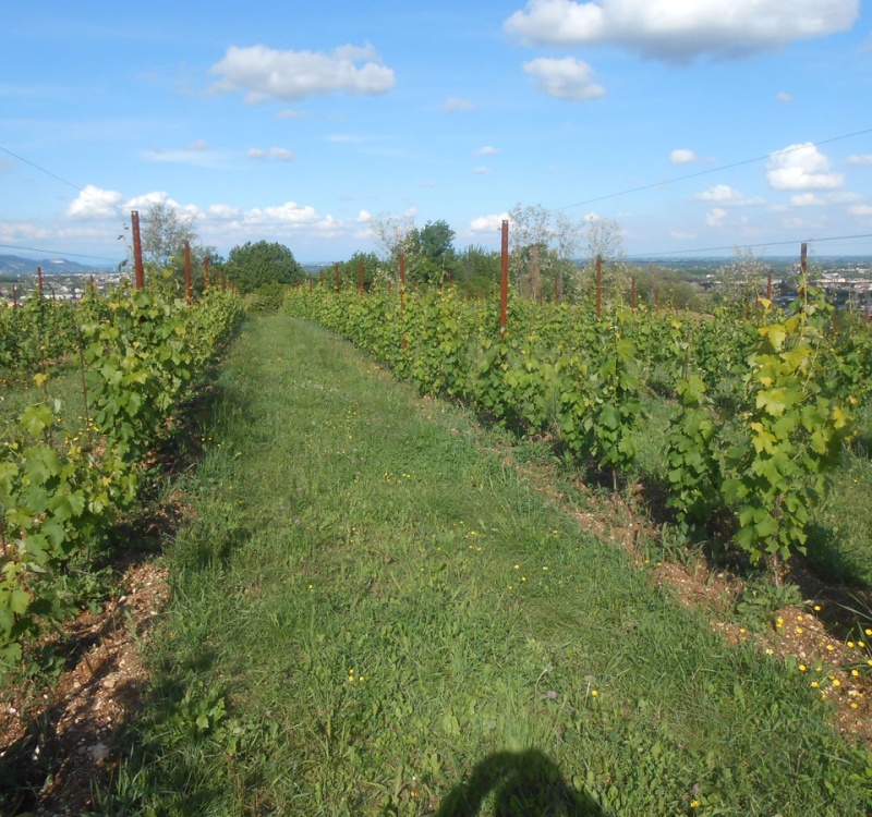 dorsale del vigneto di prosecco DOCG