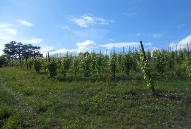 vista dal basso del vigneto prosecco DOCG