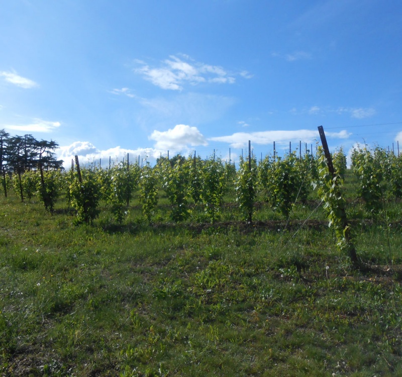 vista dal basso del vigneto prosecco DOCG