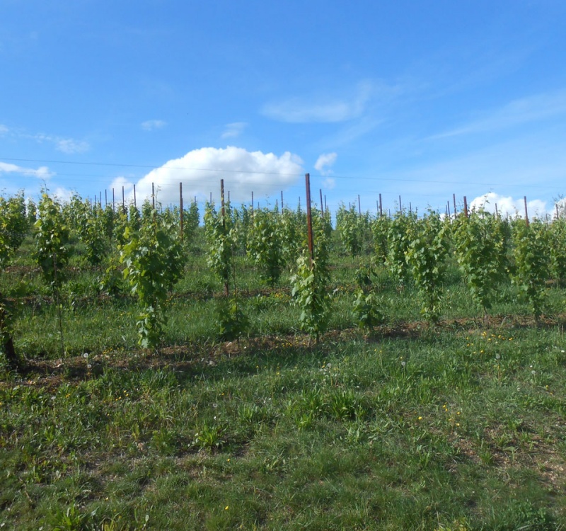 vista del vigneto di prosecco DOCG