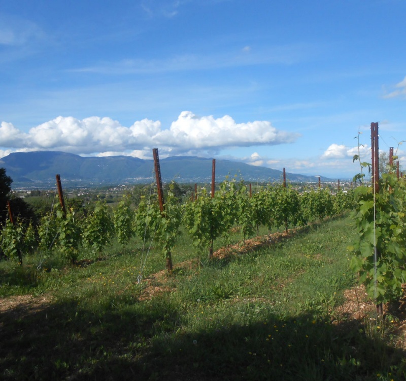 lato nord del vigneto prosecco DOCG
