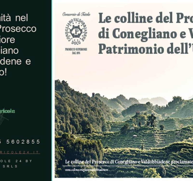 Conegliano, Valdobboadene, Trevisp, Italia, ,Cantina,Cantine e Vigne,1157