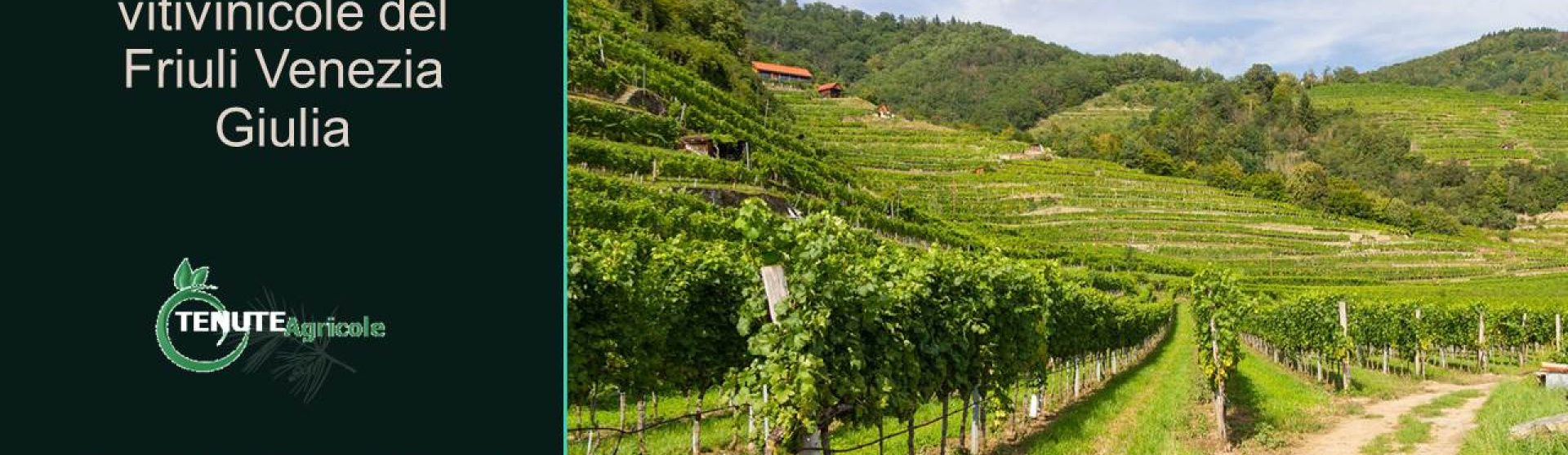 Udine, Friuli Venezia Giulia, Italia, ,Cantina,Cantine e Vigne,1158
