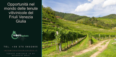 Udine, Friuli Venezia Giulia, Italia, ,Cantina,Cantine e Vigne,1158