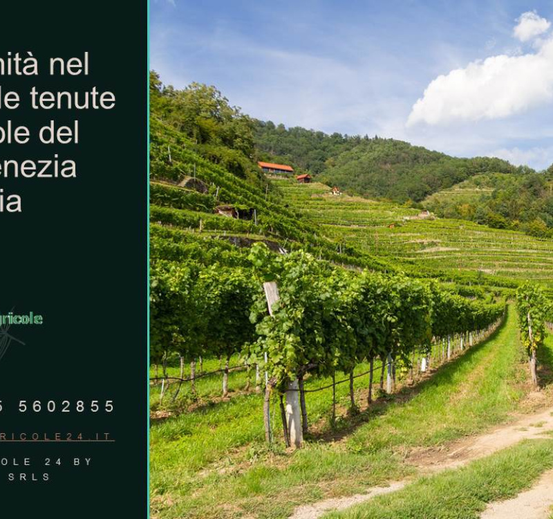 Udine, Friuli Venezia Giulia, Italia, ,Cantina,Cantine e Vigne,1158