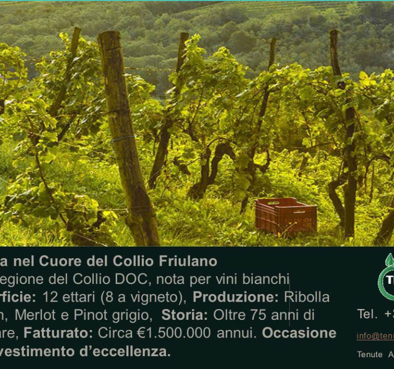 Udine, Friuli Venezia Giulia, Italia, ,Cantina,Cantine e Vigne,1158