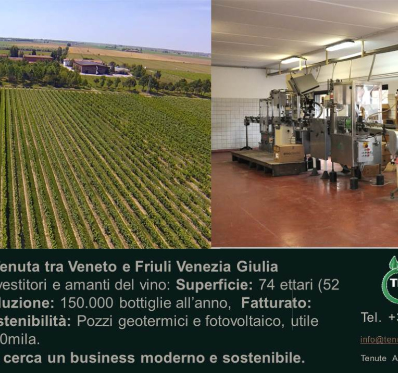 Udine, Friuli Venezia Giulia, Italia, ,Cantina,Cantine e Vigne,1158
