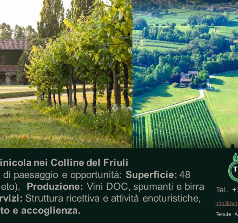 Udine, Friuli Venezia Giulia, Italia, ,Cantina,Cantine e Vigne,1158