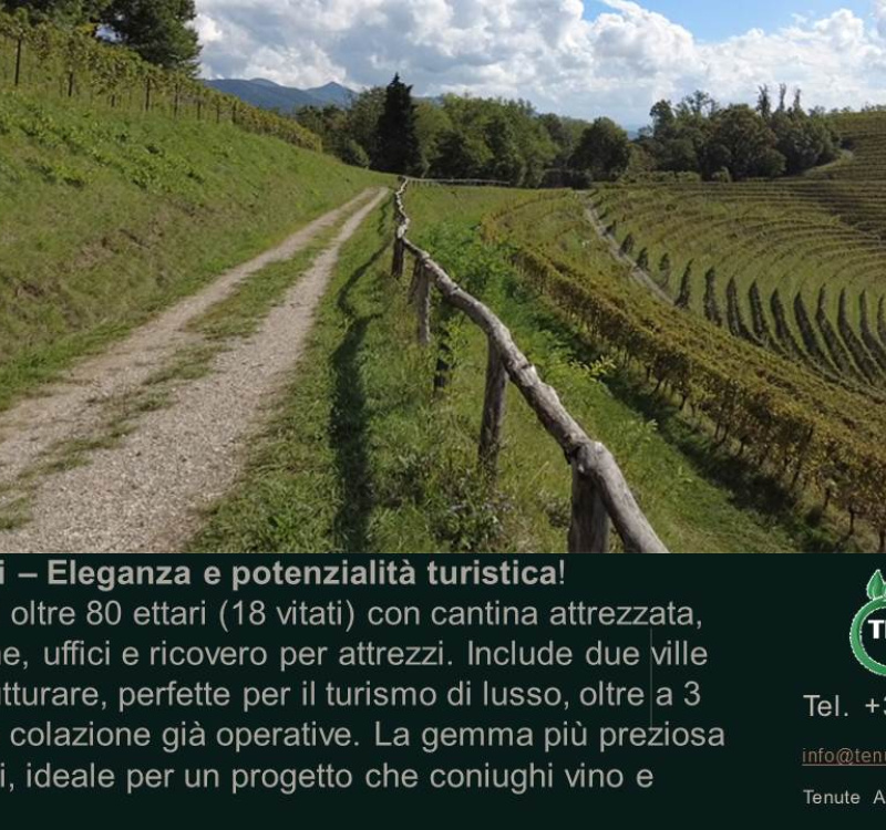 Udine, Friuli Venezia Giulia, Italia, ,Cantina,Cantine e Vigne,1158