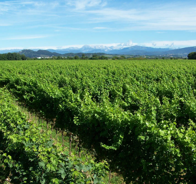 Gradisca D'Isonzo, Gorizia, Italia, ,Cantina,Cantine e Vigne,1161