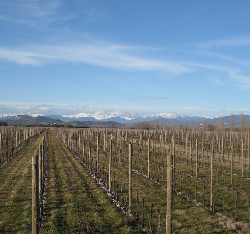 Gradisca D'Isonzo, Gorizia, Italia, ,Cantina,Cantine e Vigne,1161