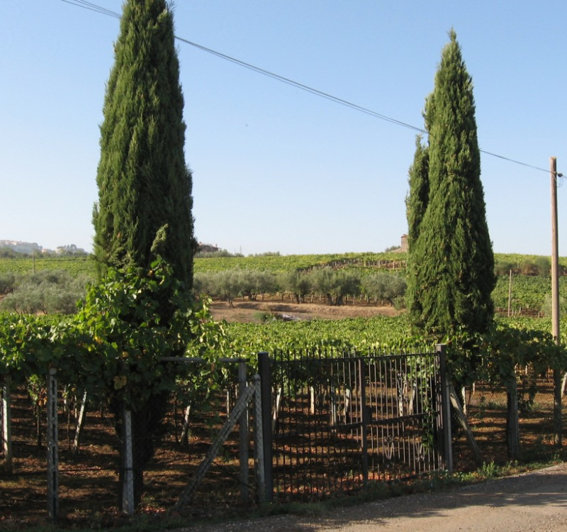 Frascati, Roma, Italia, ,Tenuta Agricola,Cantine e Vigne,1166
