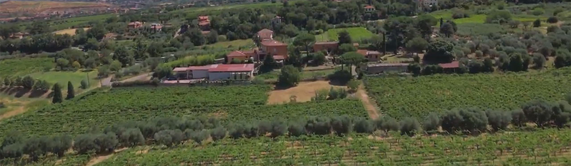 Frascati, Roma, Italia, ,Tenuta Agricola,Cantine e Vigne,1166