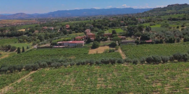 Frascati, Roma, Italia, ,Tenuta Agricola,Cantine e Vigne,1166