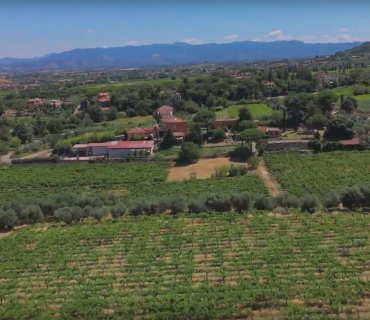 Frascati, Roma, Italia, ,Tenuta Agricola,Cantine e Vigne,1166
