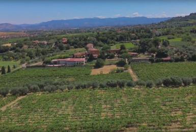 Frascati, Roma, Italia, ,Tenuta Agricola,Cantine e Vigne,1166