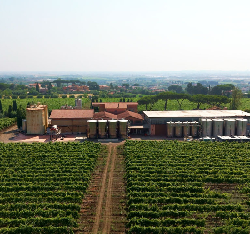 Albano, Roma, Italia, ,Cantina,Cantine e Vigne,1167