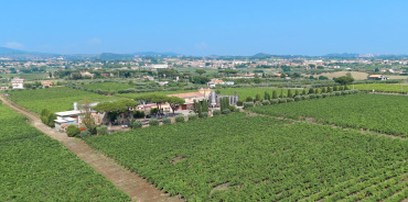Albano, Roma, Italia, ,Cantina,Cantine e Vigne,1167