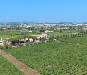 Albano, Roma, Italia, ,Cantina,Cantine e Vigne,1167