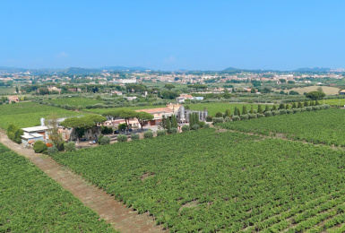 Albano, Roma, Italia, ,Cantina,Cantine e Vigne,1167