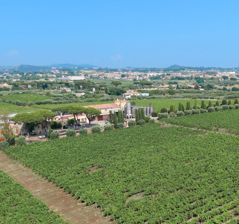 Albano, Roma, Italia, ,Cantina,Cantine e Vigne,1167