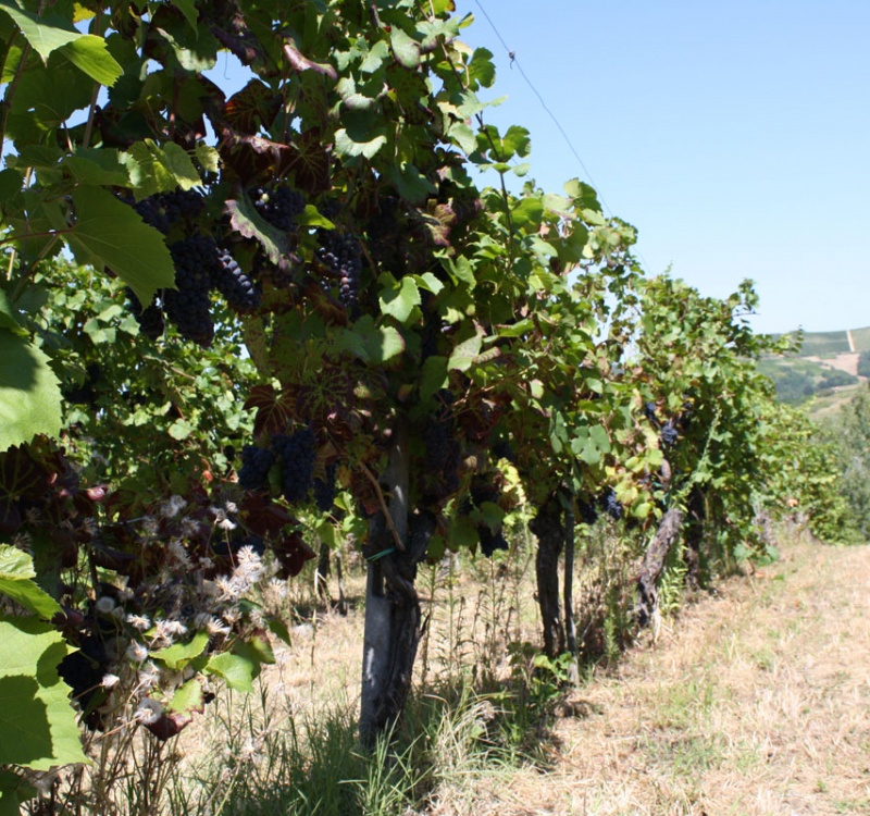 filari di viti della nenuta agricola 