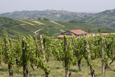 Cantina e vigne della tenuta agricola