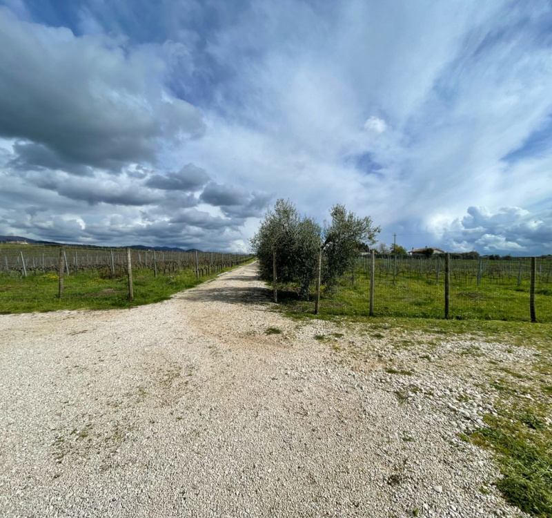 Castelli Romani, Roma, Italia, 8 Stanze Stanze,3 BagnoBagno,Tenuta Agricola,Tenute Agricole Vinicole,1026