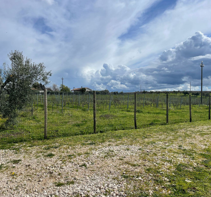 Castelli Romani, Roma, Italia, 8 Stanze Stanze,3 BagnoBagno,Tenuta Agricola,Tenute Agricole Vinicole,1026