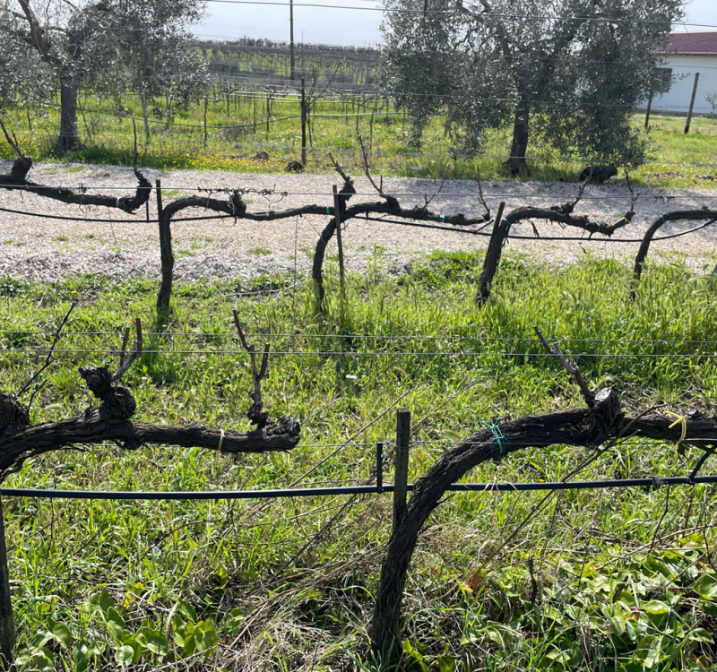 Castelli Romani, Roma, Italia, 8 Stanze Stanze,3 BagnoBagno,Tenuta Agricola,Tenute Agricole Vinicole,1026