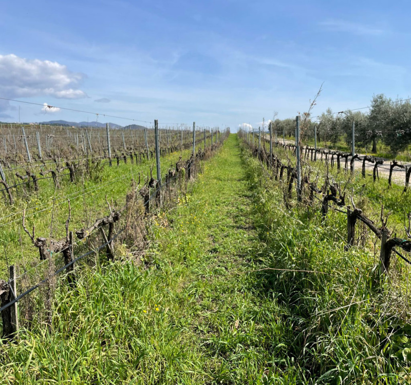 Castelli Romani, Roma, Italia, 8 Stanze Stanze,3 BagnoBagno,Tenuta Agricola,Tenute Agricole Vinicole,1026