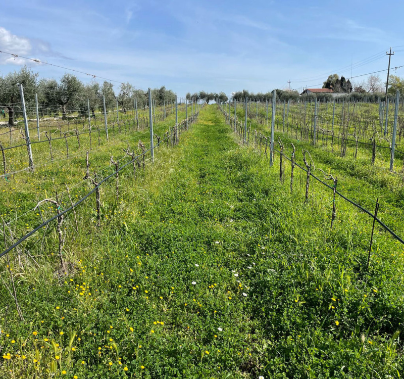 Castelli Romani, Roma, Italia, 8 Stanze Stanze,3 BagnoBagno,Tenuta Agricola,Tenute Agricole Vinicole,1026