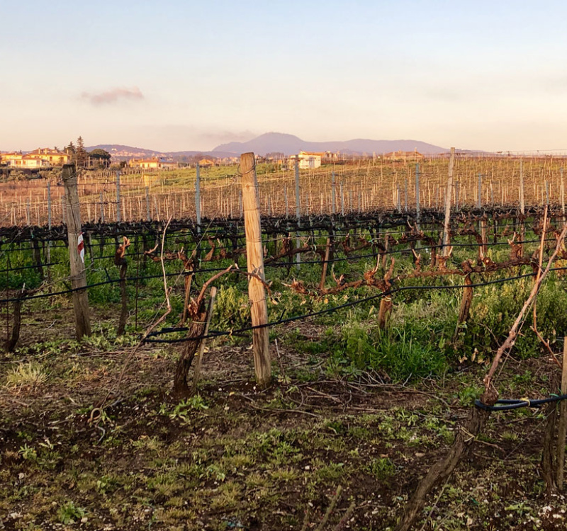 Castelli Romani, Roma, Italia, 8 Stanze Stanze,3 BagnoBagno,Tenuta Agricola,Tenute Agricole Vinicole,1026