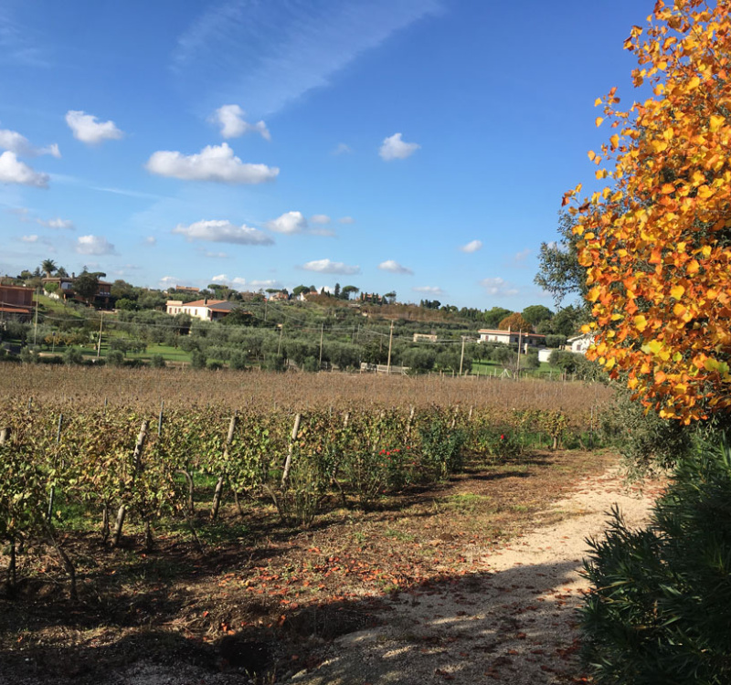 Castelli Romani, Roma, Italia, 8 Stanze Stanze,3 BagnoBagno,Tenuta Agricola,Tenute Agricole Vinicole,1026