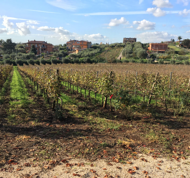 Castelli Romani, Roma, Italia, 8 Stanze Stanze,3 BagnoBagno,Tenuta Agricola,Tenute Agricole Vinicole,1026