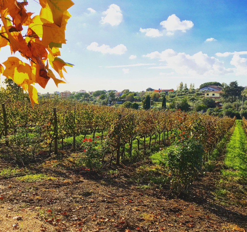 Castelli Romani, Roma, Italia, 8 Stanze Stanze,3 BagnoBagno,Tenuta Agricola,Tenute Agricole Vinicole,1026
