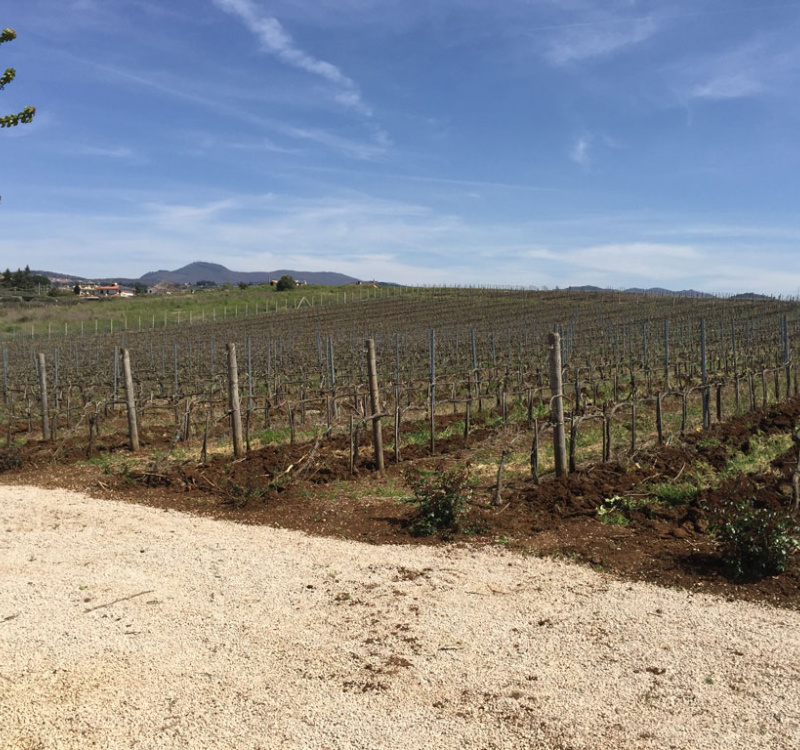 Castelli Romani, Roma, Italia, 8 Stanze Stanze,3 BagnoBagno,Tenuta Agricola,Tenute Agricole Vinicole,1026