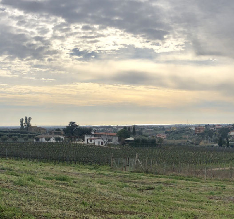 Castelli Romani, Roma, Italia, 8 Stanze Stanze,3 BagnoBagno,Tenuta Agricola,Tenute Agricole Vinicole,1026