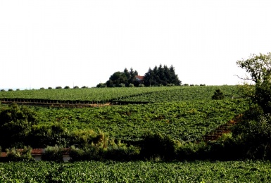 Vista della tenuta nei Castelli Romani