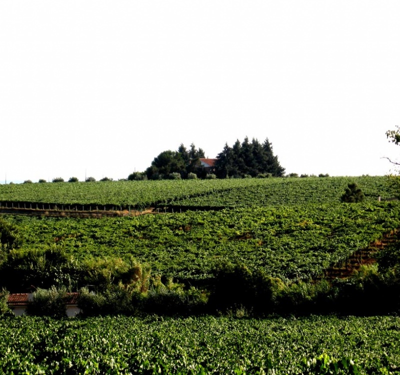 Vista della tenuta nei Castelli Romani