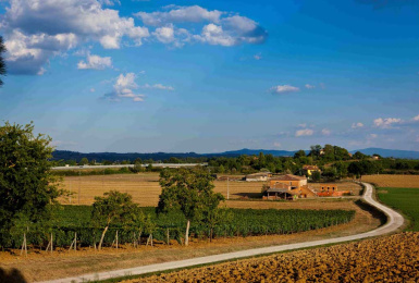 Montepulciano, Siena, Italia, 5 Stanze Stanze,1 BagnoBagno,Tenuta Agricola,Cantine e Vigne,1175