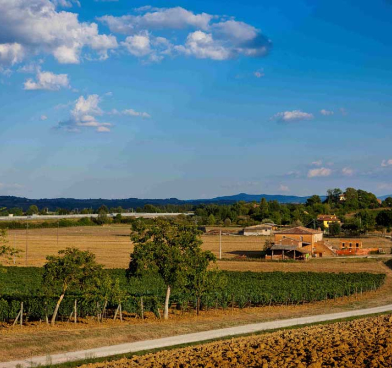 Montepulciano, Siena, Italia, 5 Stanze Stanze,1 BagnoBagno,Tenuta Agricola,Cantine e Vigne,1175
