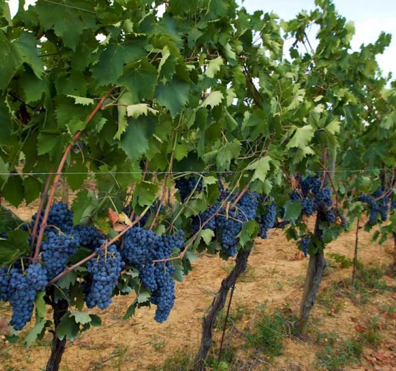 Montepulciano, Siena, Italia, 5 Stanze Stanze,1 BagnoBagno,Tenuta Agricola,Cantine e Vigne,1175