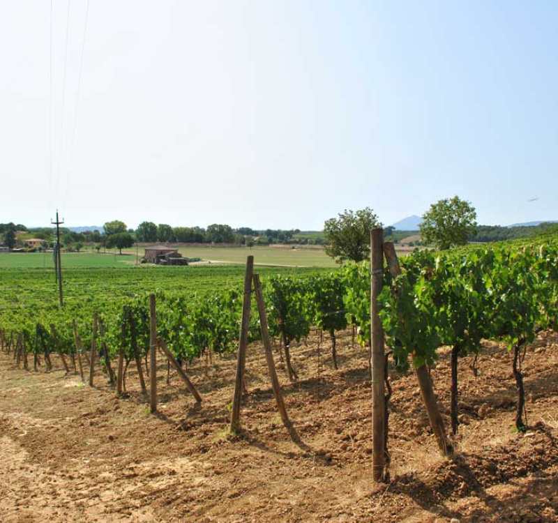 Montepulciano, Siena, Italia, 5 Stanze Stanze,1 BagnoBagno,Tenuta Agricola,Cantine e Vigne,1175