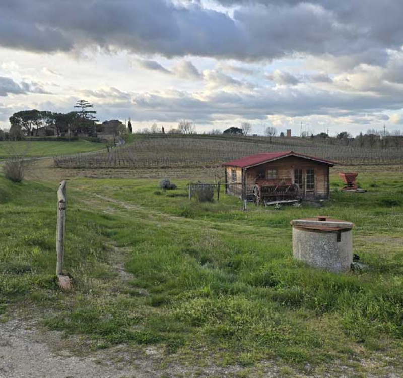 Montepulciano, Siena, Italia, 5 Stanze Stanze,1 BagnoBagno,Tenuta Agricola,Cantine e Vigne,1175