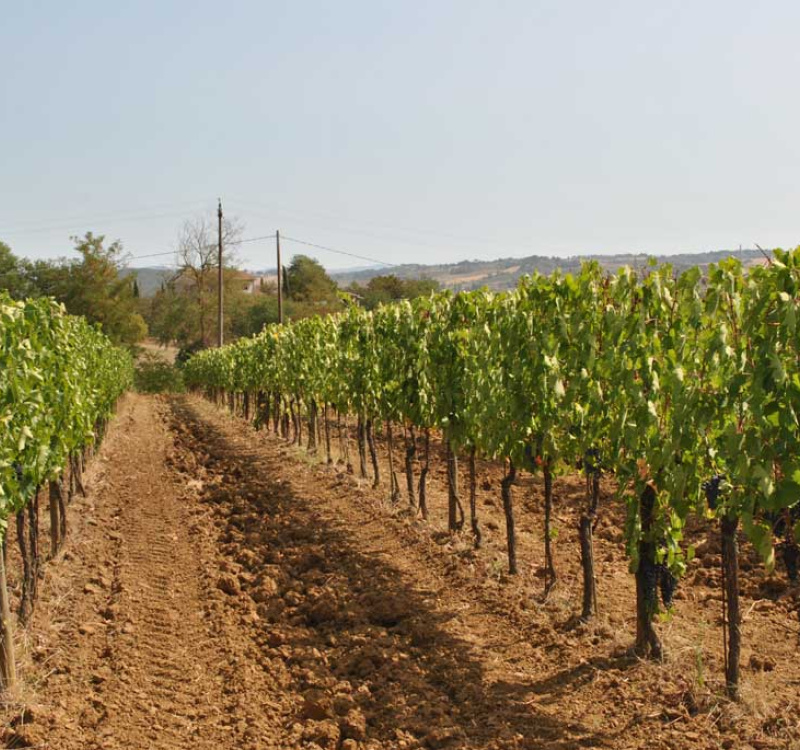 Montepulciano, Siena, Italia, 5 Stanze Stanze,1 BagnoBagno,Tenuta Agricola,Cantine e Vigne,1175