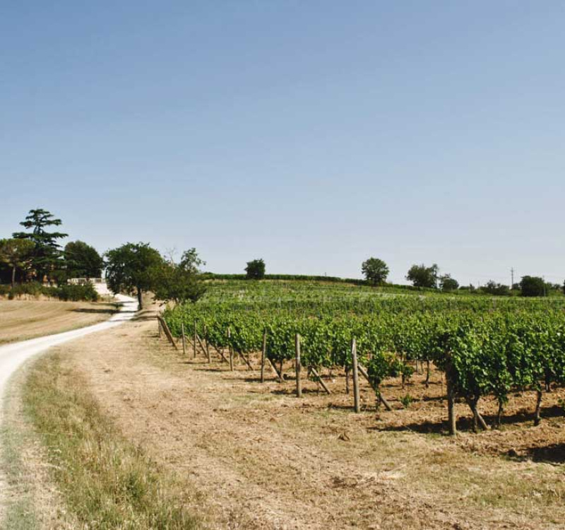 Montepulciano, Siena, Italia, 5 Stanze Stanze,1 BagnoBagno,Tenuta Agricola,Cantine e Vigne,1175